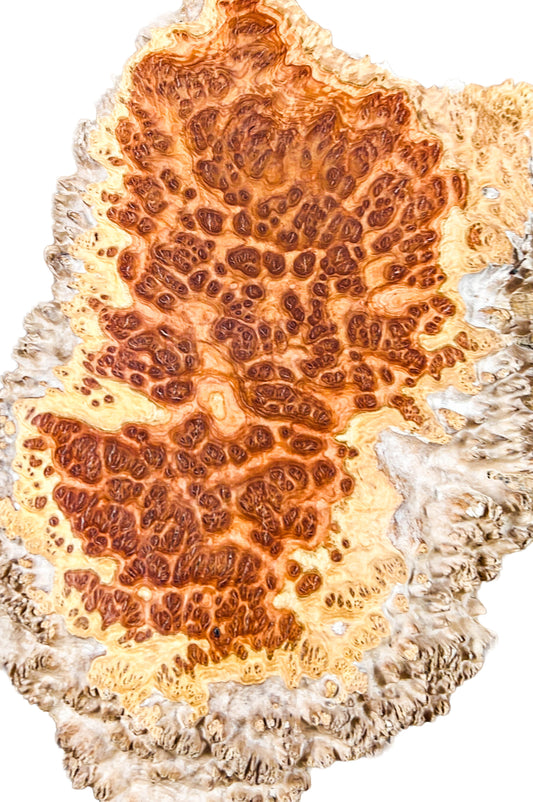 Eucalyptus, Australian Coolibah Burl Platter   20"x 13"x 1.25" [WE388]