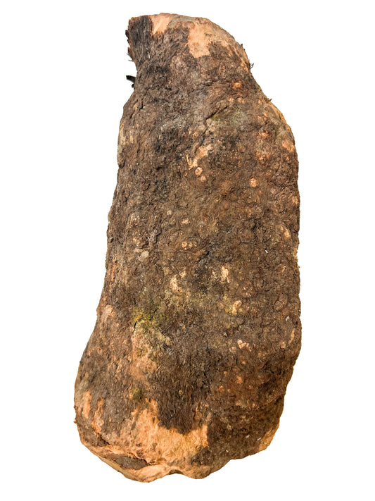 Briar, European Pipe-making Burl - 9" x 5" x 5" [WE425]