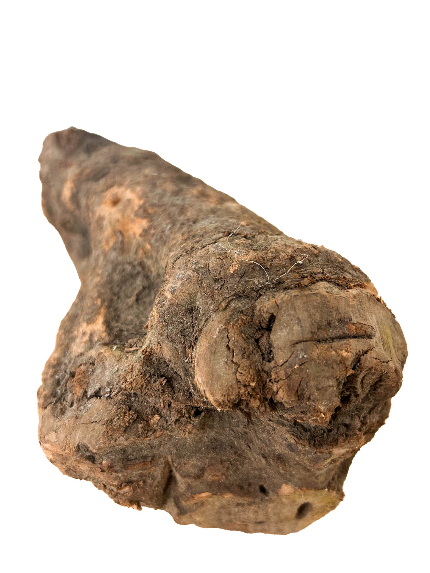 Briar, European Pipe-making Burl - 9" x 5" x 5" [WE425]