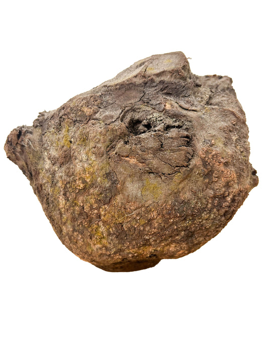 Briar, European Pipe-making Burl - 6" x 5.5" x 5" [WE426]