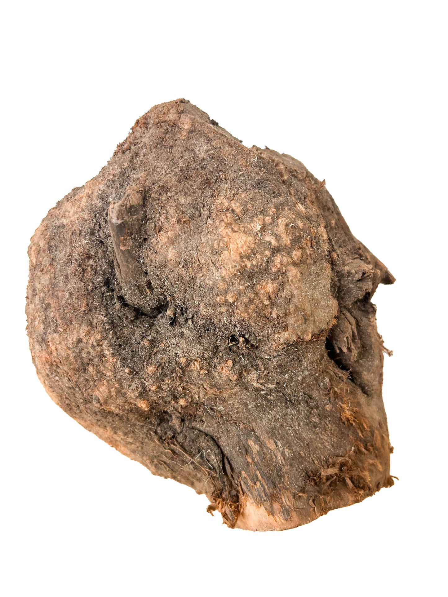 Briar, European Pipe-making Burl - 8" x 7" x 6" [WE428]