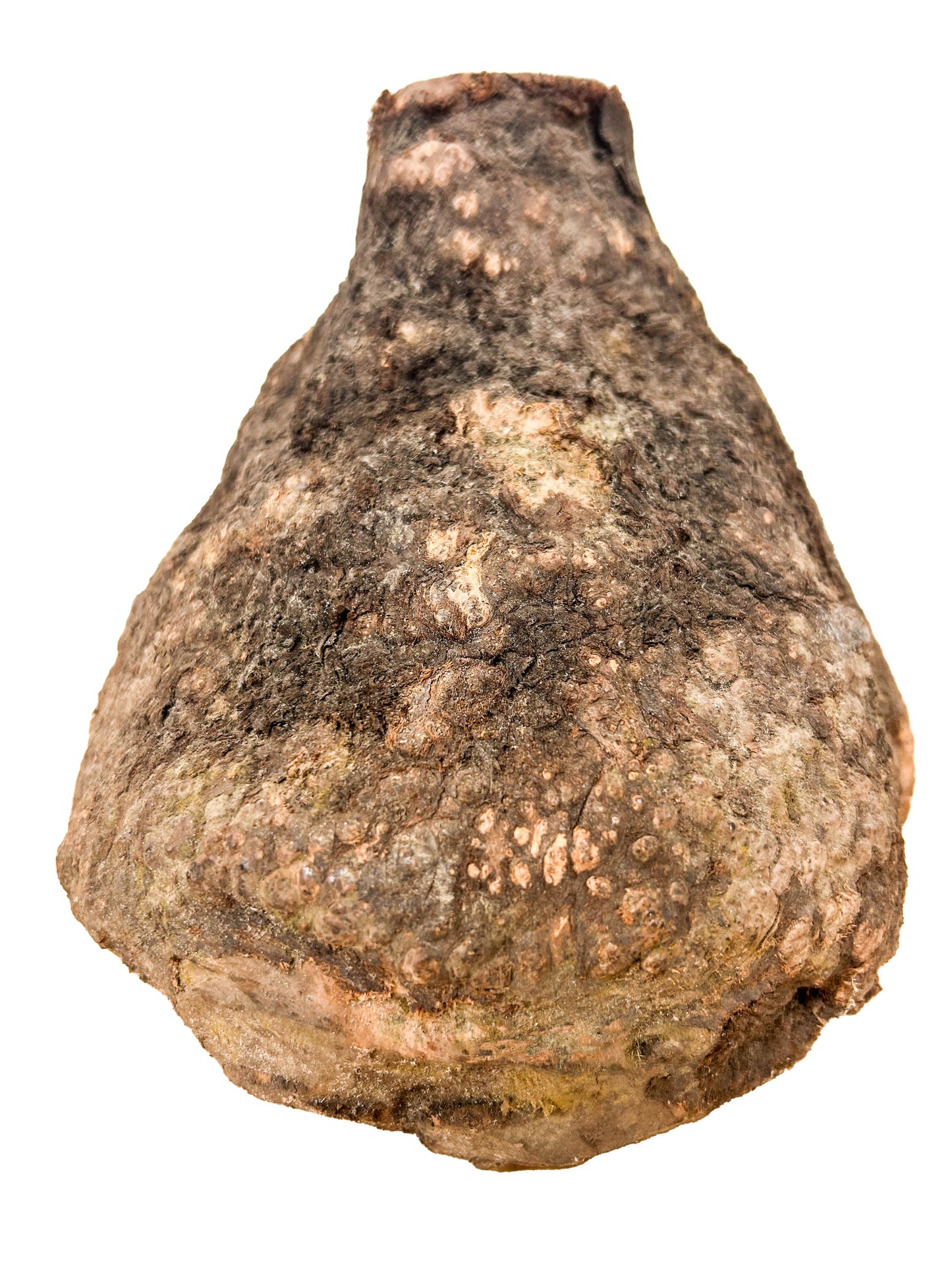 Briar, European Pipe-making Burl - 7" x 7" x 6.5" [WE429]