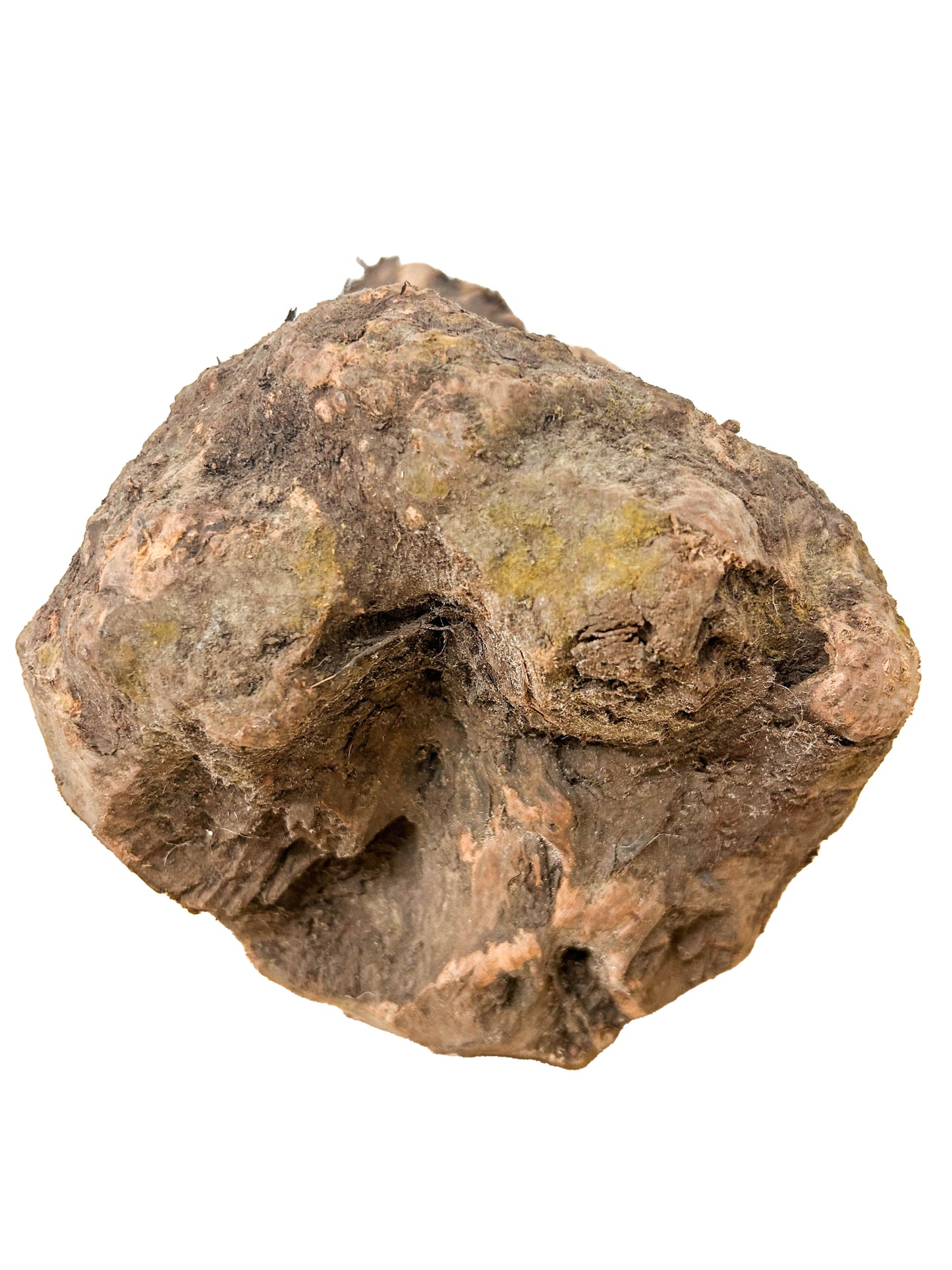 Briar, European Pipe-making Burl - 7" x 7" x 6.5" [WE429]