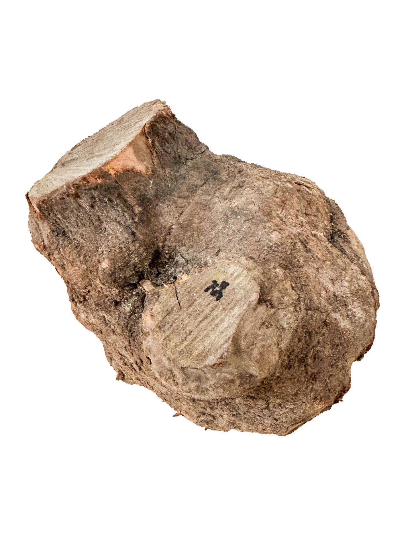 Briar, European Pipe-making Burl - 8" x 7" x 6" WE540