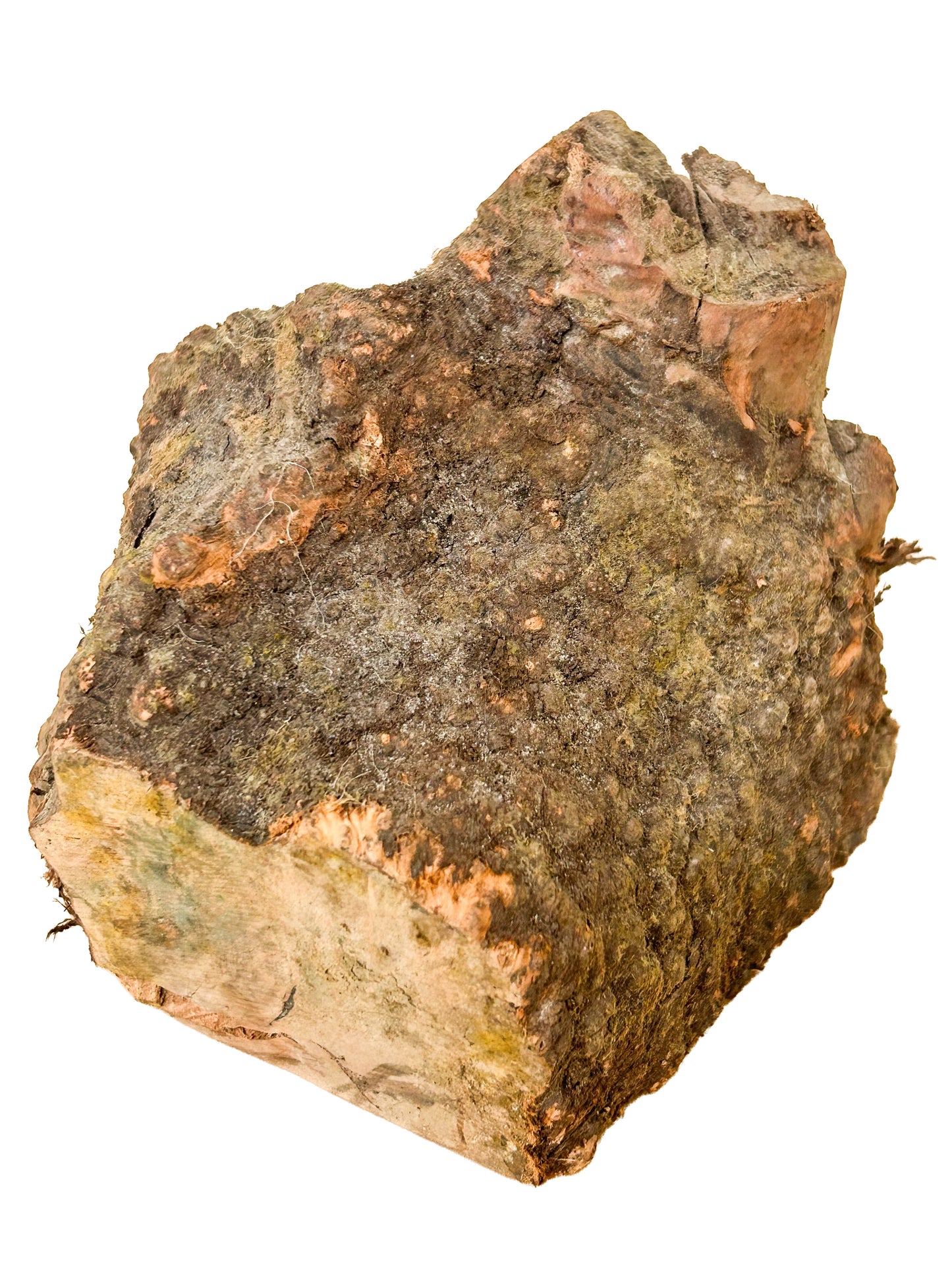 Briar, European Pipe-making Burl - 6" x 5" x 4" WE541
