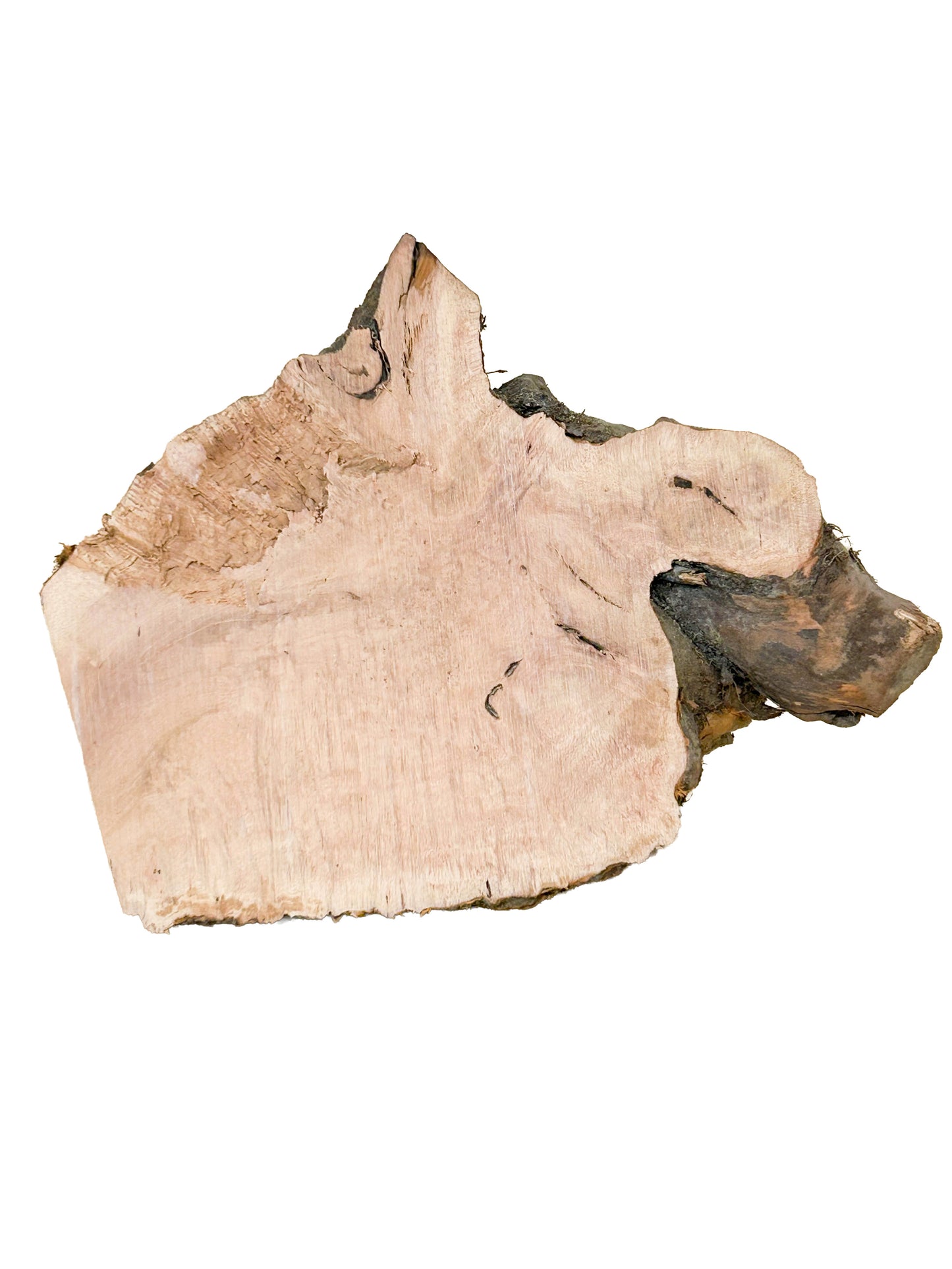 Briar, European Pipe-making Burl - 7" x 5" x 4" WE546