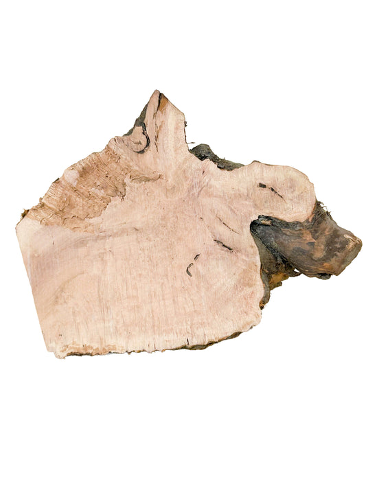 Briar, European Pipe-making Burl - 7" x 5" x 4" WE546
