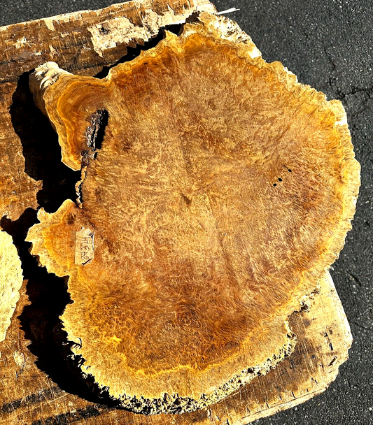 8/4 Australian Bimble Box Burl - 26" x 17" x 2" [E-204]