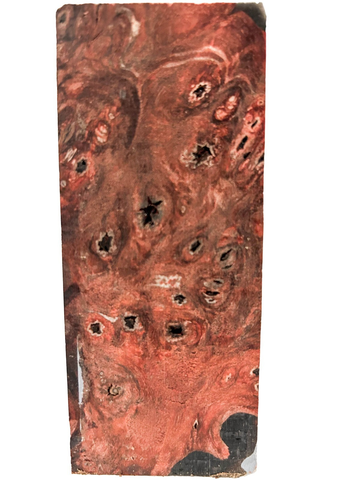 Stabilized & Dyed Buckeye Burl - 4.5" x 1.75" x 2" [E-895]