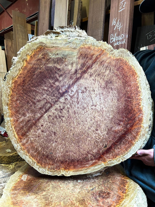 8/4 Australian Western Red Box Burl - 29" x 28" x 2" [E-202]