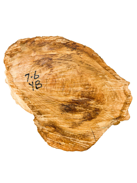 Australian Yellow Box Burl Cap/Bowl Blank - 15" x 8" x 5.5" WE606