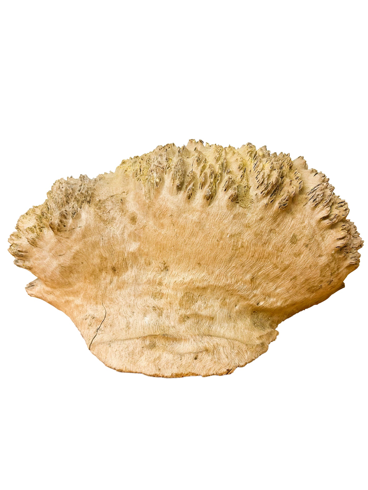Australian Yellow Box Burl Cap/Bowl Blank - 15" x 8" x 5.5" WE606